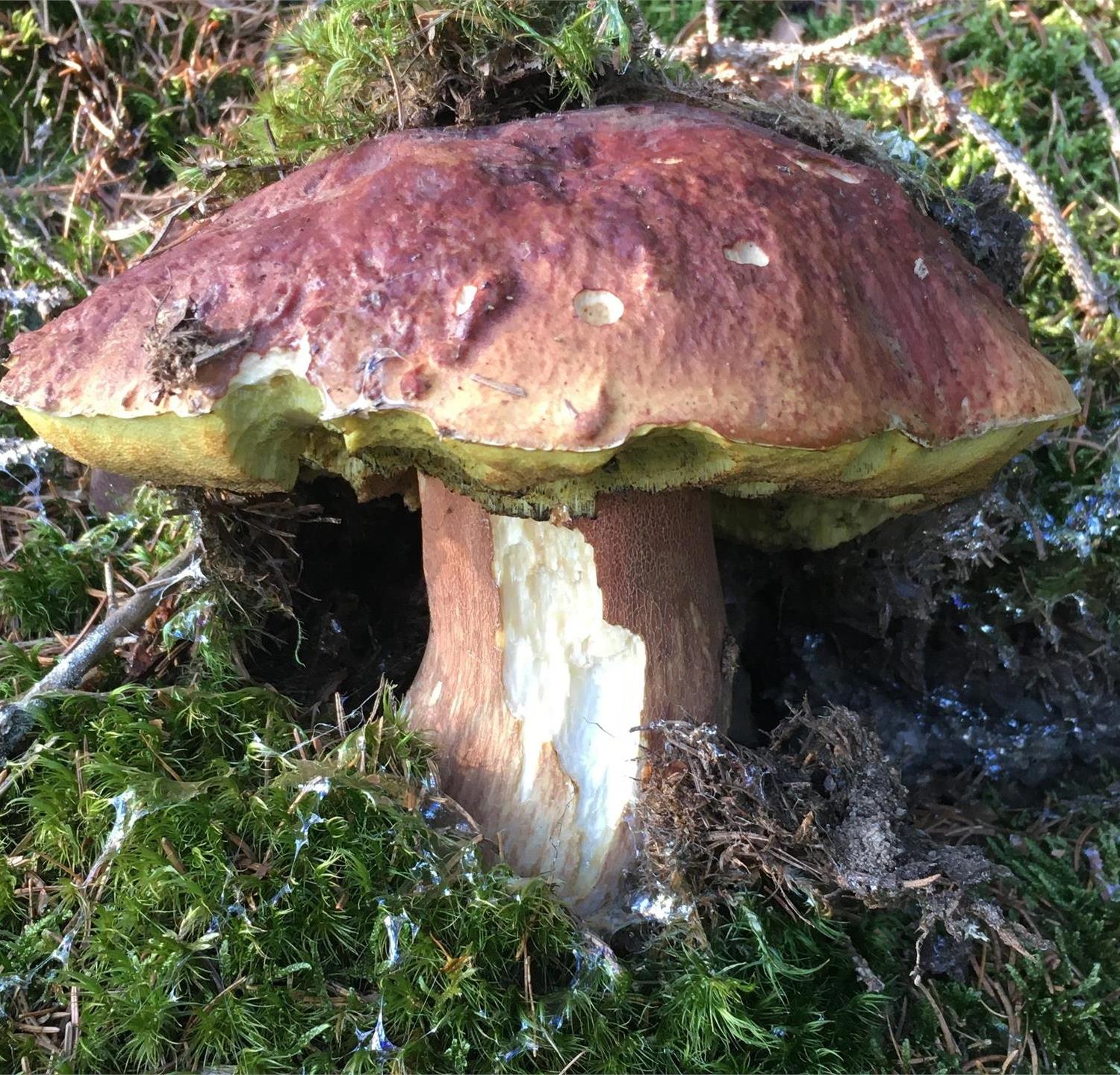 Foto per Autorizzazione per la raccolta dei funghi - Comune di Chienes